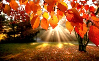 autumn-leaves-wallpapers-photos